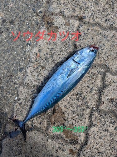 ソウダガツオの釣果