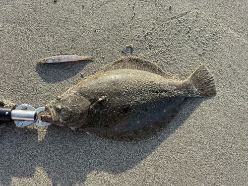ソゲの釣果