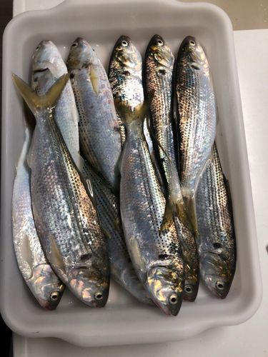 コノシロの釣果