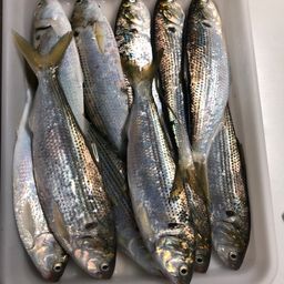 コノシロ