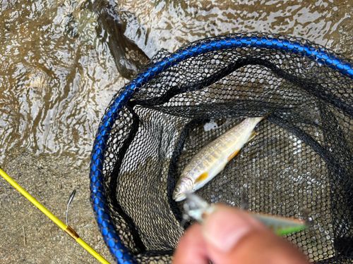 イワナの釣果