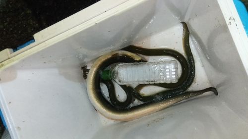 ウナギの釣果