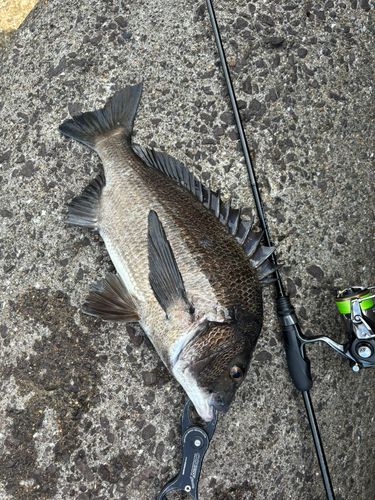 クロダイの釣果