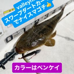 マゴチ