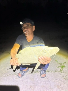 ハマフエフキの釣果