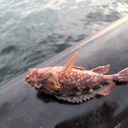 カサゴ