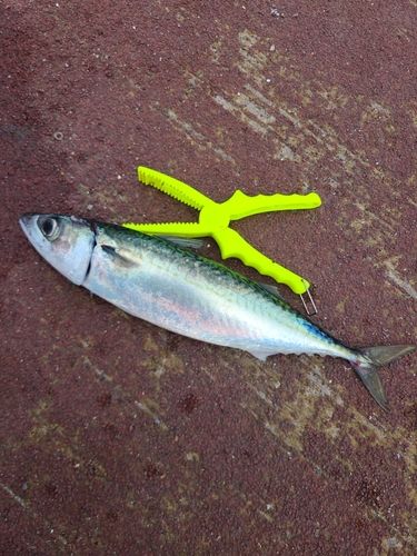 マサバの釣果
