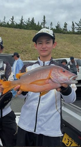 シブダイの釣果