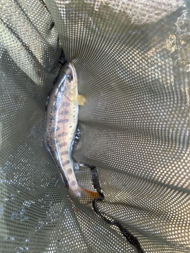 ヤマメの釣果