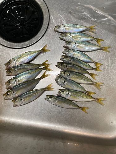 アジの釣果
