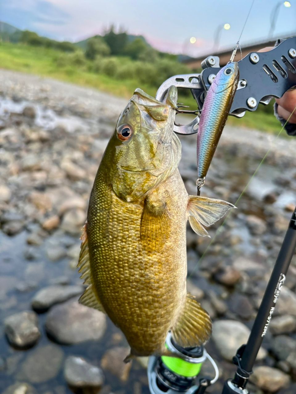 あらいさん さんの 2025年07月23日のスモールマウスバスの釣り・釣果