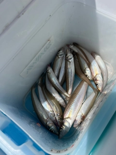 キスの釣果