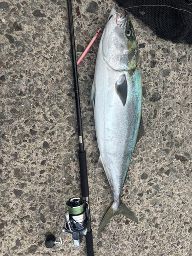 ブリの釣果