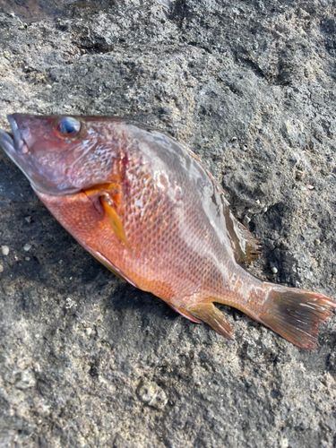 シブダイの釣果