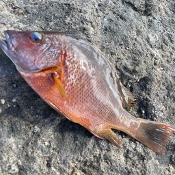 シブダイ