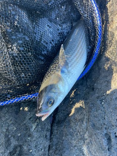 ボラの釣果