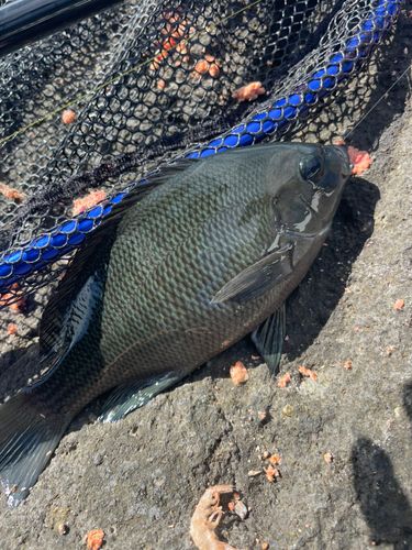 クチブトグレの釣果