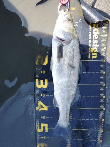 シーバスの釣果