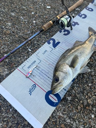 シーバスの釣果