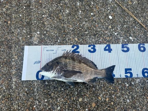 チヌの釣果