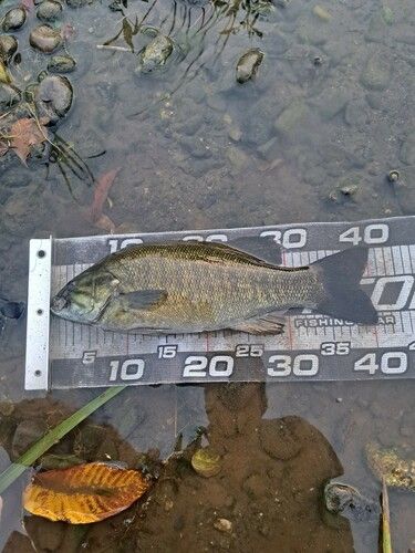 スモールマウスバスの釣果