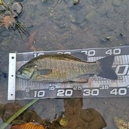 スモールマウスバス