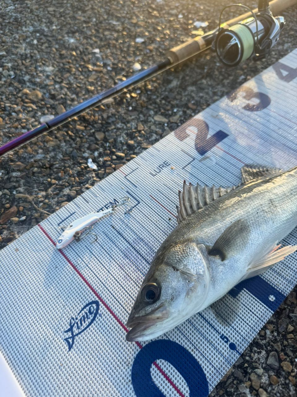 シマノ SHIMANO 23ワールドシャウラリミテッド 2702R-3 シマノ(SHIMANO) 23 ワールドシャウラリミテッド 2702R-3 ○完売