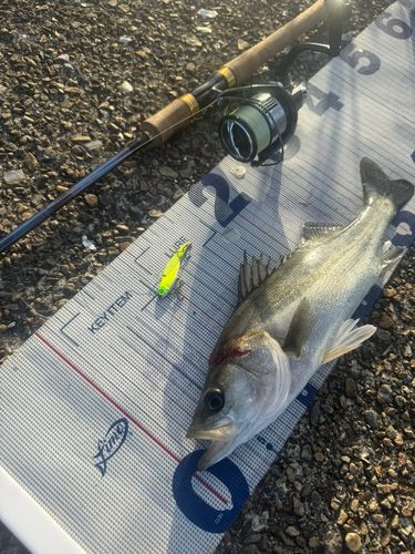 シーバスの釣果