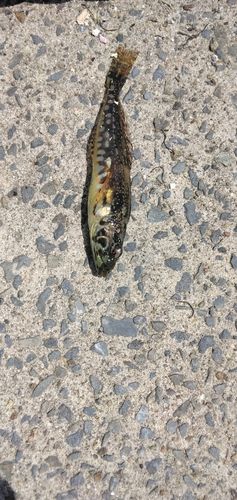 ハナハゼの釣果