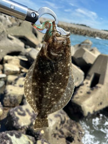 ヒラメの釣果