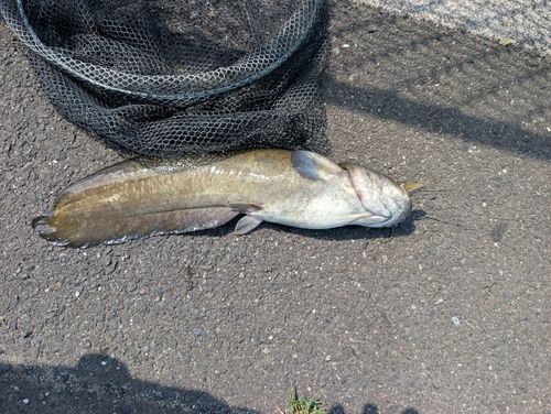 ナマズの釣果