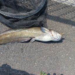 ナマズ
