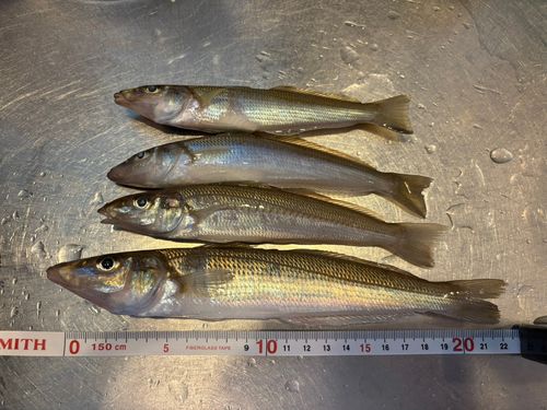 シロギスの釣果