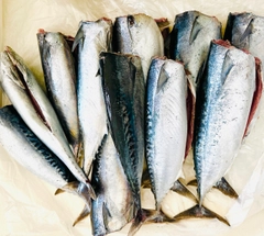 ソウダガツオの釣果