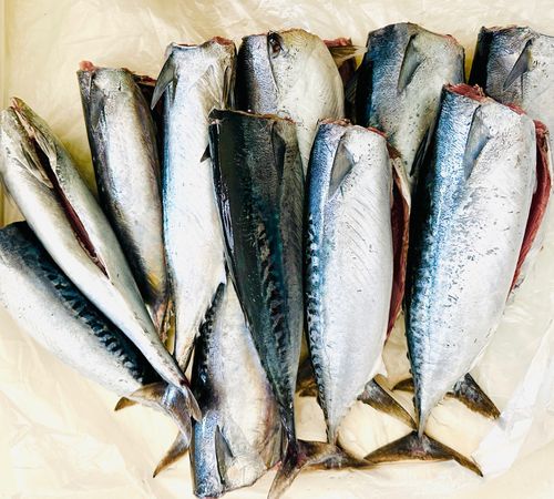 ソウダガツオの釣果