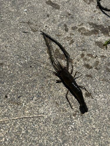 テナガエビの釣果