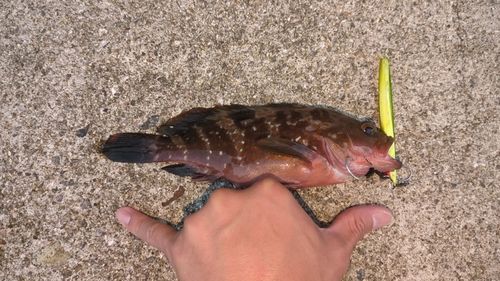 アコウの釣果