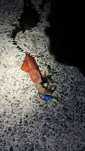 シロイカの釣果