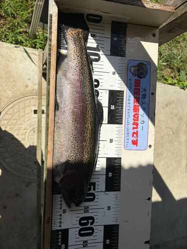 ニジマスの釣果