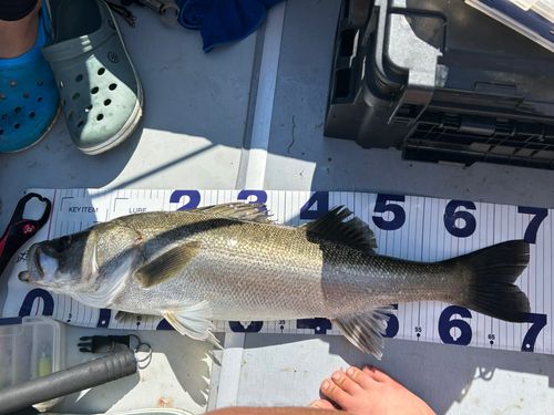 スズキの釣果