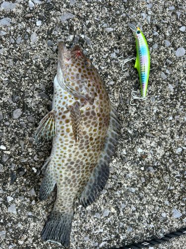 オオモンハタの釣果