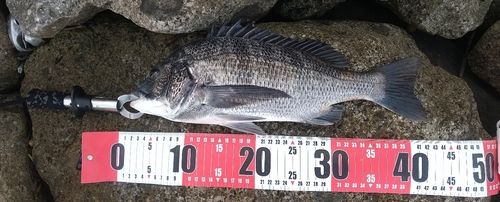 クロダイの釣果