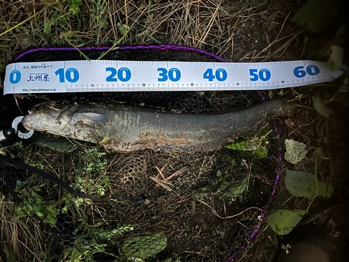 ナマズの釣果
