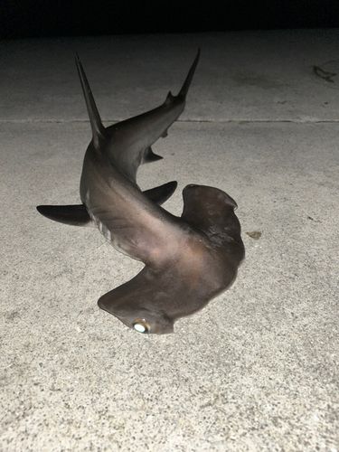 シュモクザメの釣果