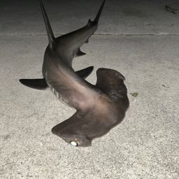 シュモクザメ
