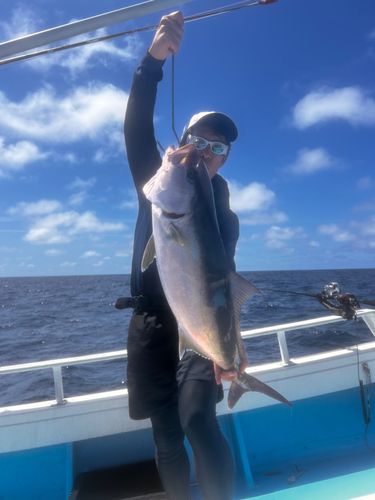 カンパチの釣果