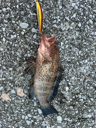 オオモンハタの釣果