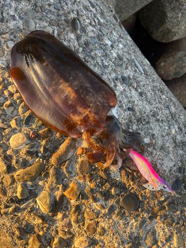 アオリイカの釣果