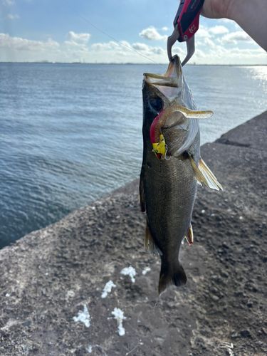 スズキの釣果