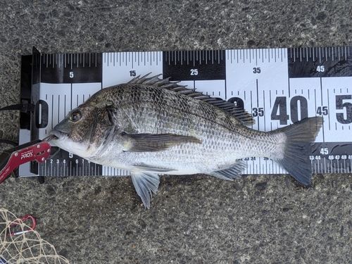 クロダイの釣果